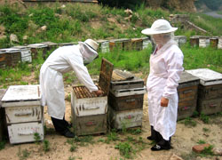 康宝蜂业